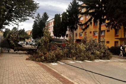 La Caransebeş, un copac din curtea Şcolii Generale Nr. 8 a căzut peste o maşină, din cauza vântului puternic