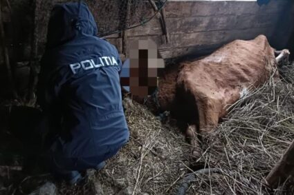 Animale lăsate să moară de foame la Constantin Daicoviciu. Dosar penal şi amendă de 12.000 de lei pentru crescător