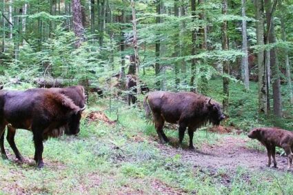 Pui de zimbru, în pădurile din zona Armeniș – Teregova – Cornereva