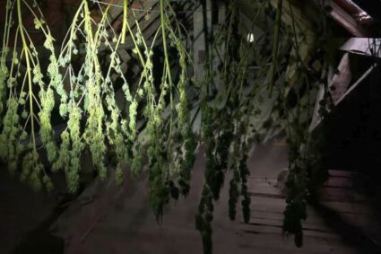Prinși în flagrant delict cu un kilogram de cocaină, la Caransebeș